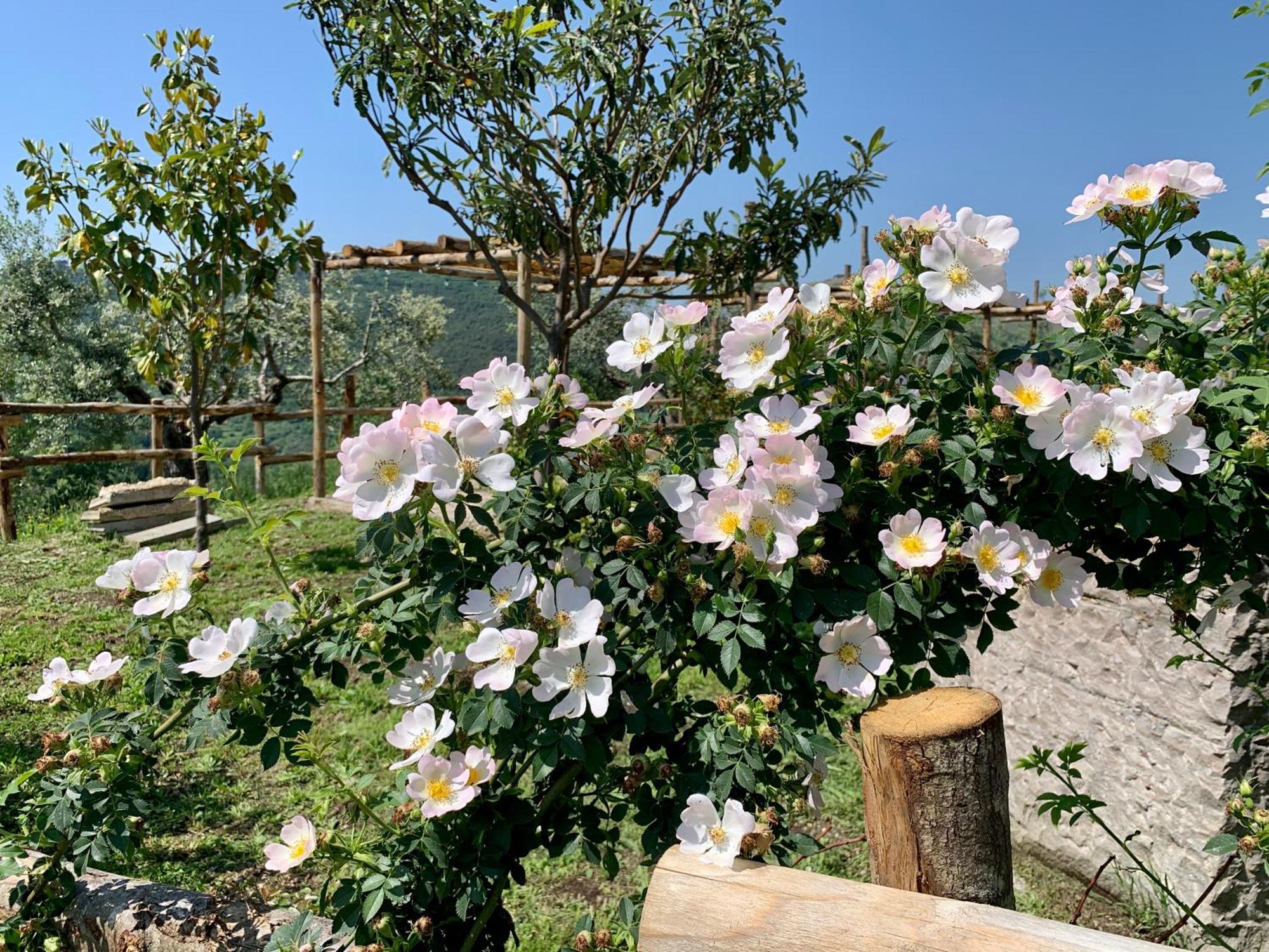 Agriturismo La Terrazza Su Farfa Castelnuovo di Farfa Exterior photo